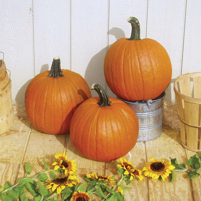 gladiator herbicide Pumpkin Gladiator F1 Seed, Size: 1,000 Seeds
