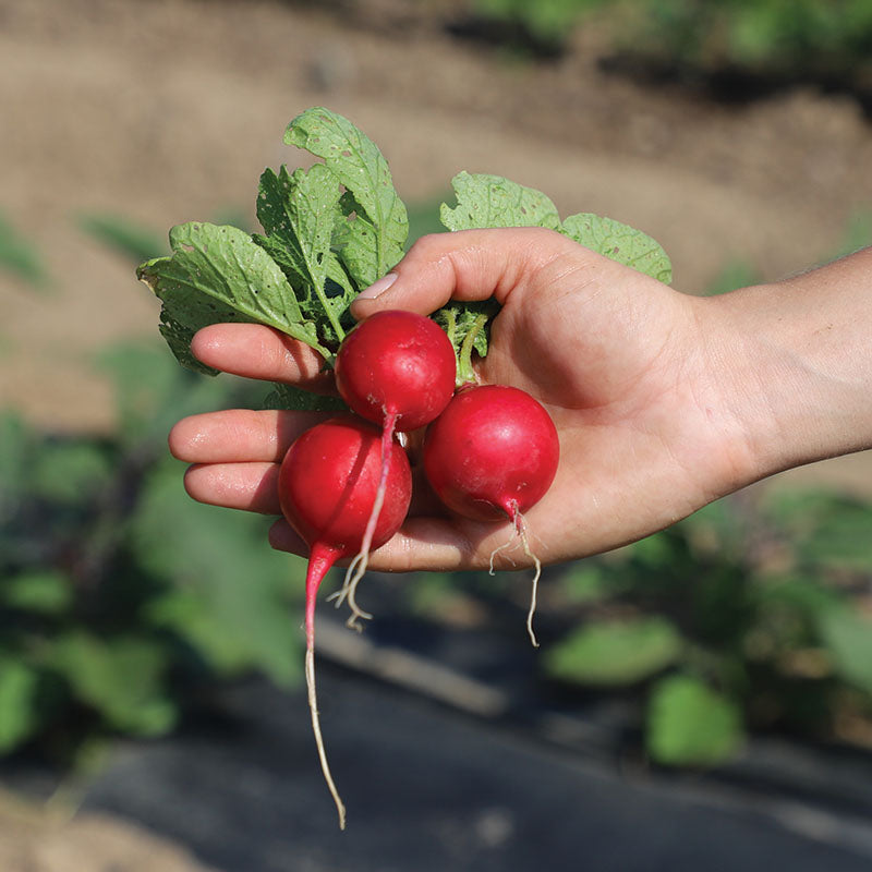 champion herbicide Harris Seeds - Treated Radish Seeds Champion Variety Bright Red