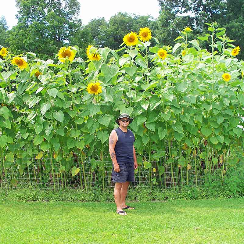 bulk giant sunflower seeds for planting Sunflower Mammoth Seed RAW / 250 seeds / UNTREATED