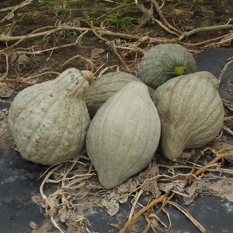 planting hubbard squash seeds Squash Blue Hubbard (New England Strain) Seed, Size: 1 lbs