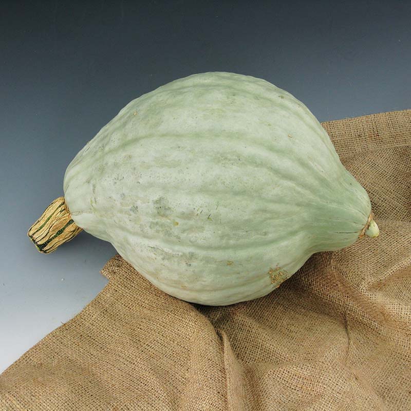planting hubbard squash seeds Squash Blue Hubbard (New England Strain) Seed, Size: 1 lbs