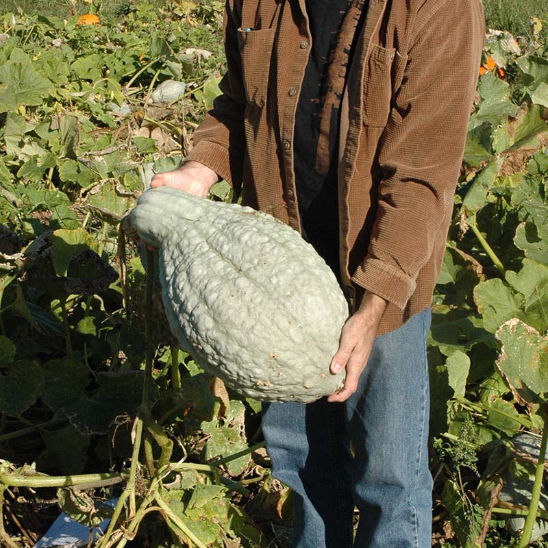 planting hubbard squash seeds Squash Blue Hubbard Standard Seed Treated