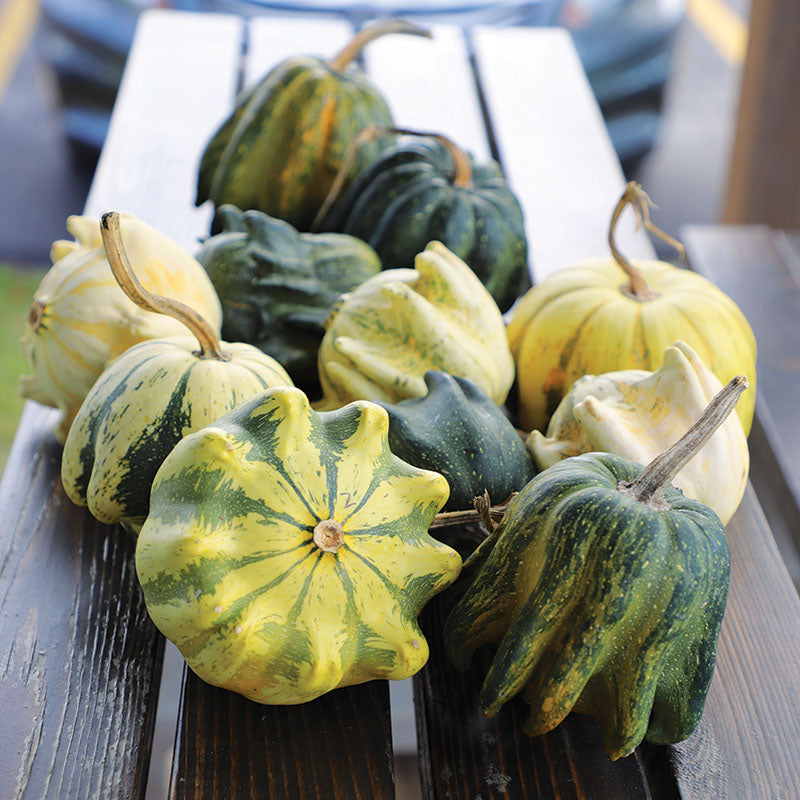 crown of thorns plant seeds Gourd Shenot Crown of Thorns Seed, Untreated, 1 Ounce