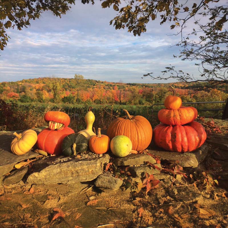 Gourd Turk's Turban Seed – Harris Seeds