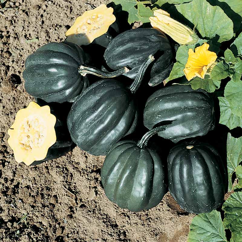 acorn squash seeds for planting Squash Table Ace F1 Seed Treated