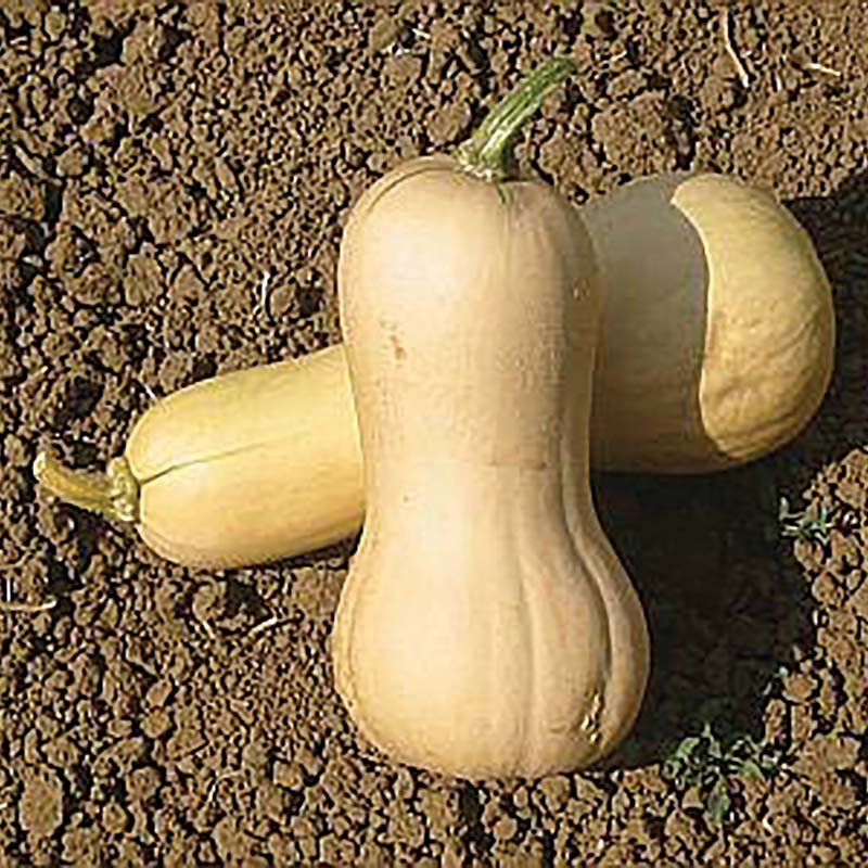 Organic Non-GMO Waltham Butternut Squash