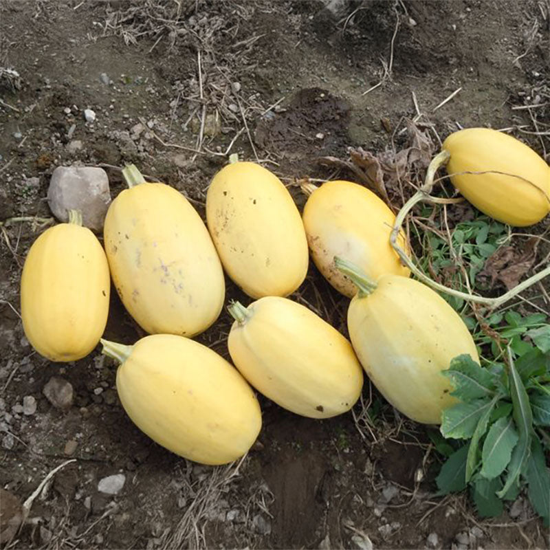 Squash Vegetable Spaghetti Seed – Harris Seeds