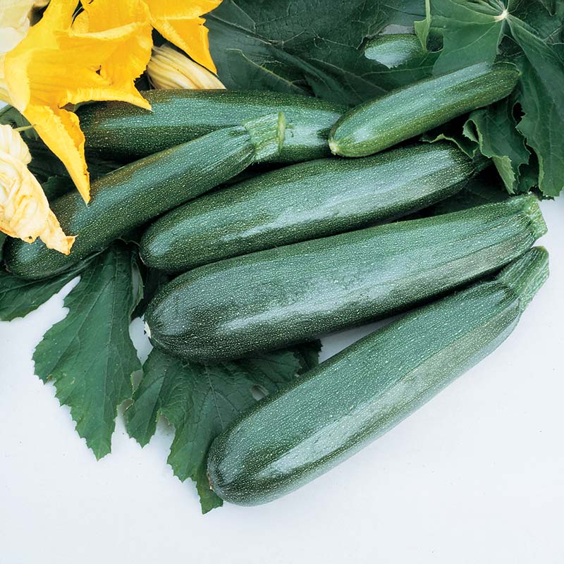 elite herbicide price Squash Zucchini Elite F1 Seed Treated
