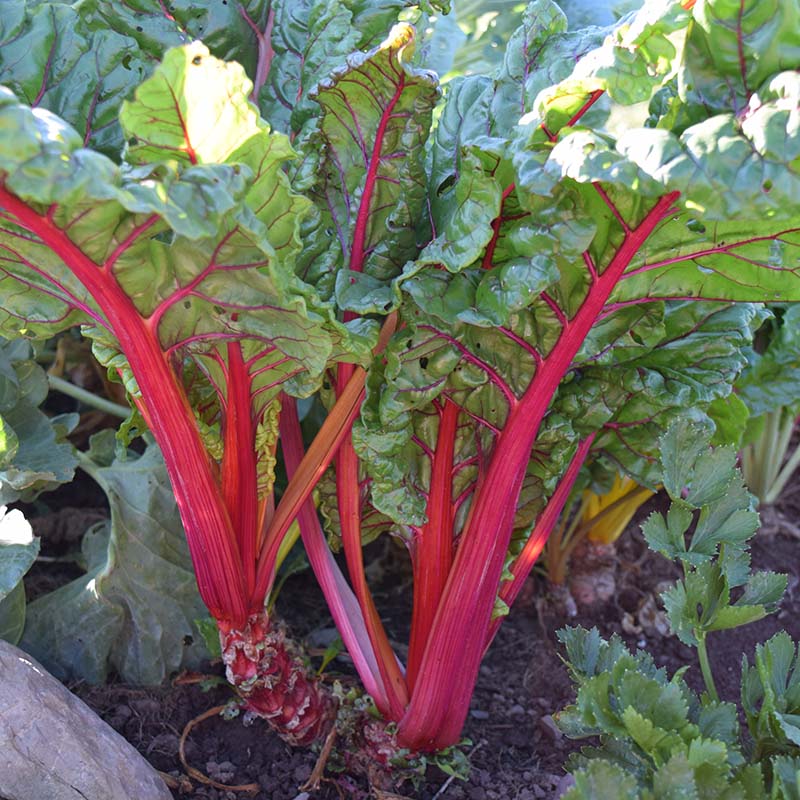 plant chard seeds Swiss Chard Bright Lights Seed RAW / 1,000 seeds / UNTREATED