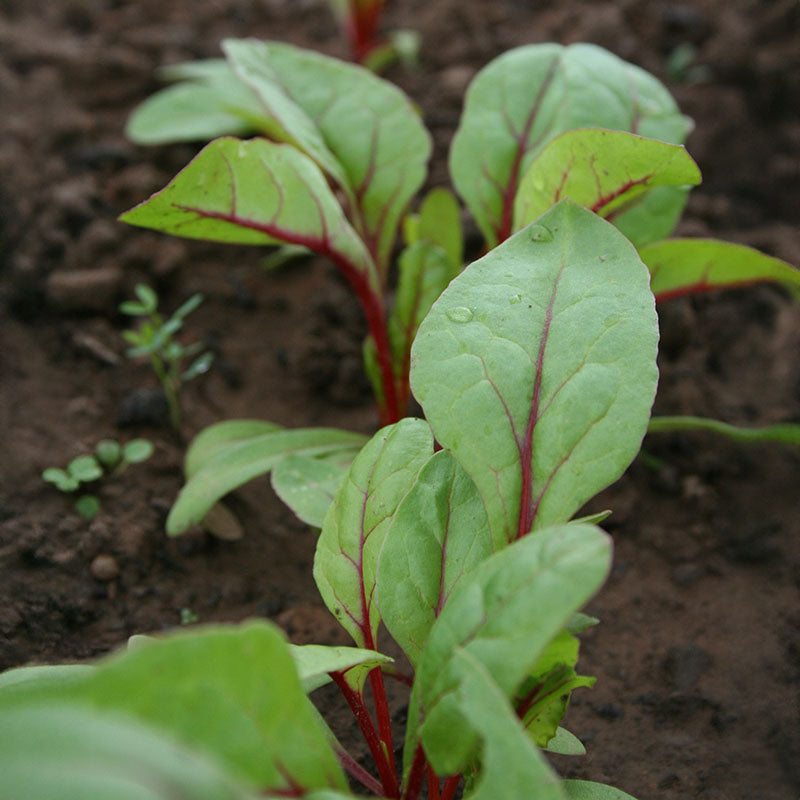 Swiss Chard Rhubarb Chard Seed, Treated, 1/4 Pound