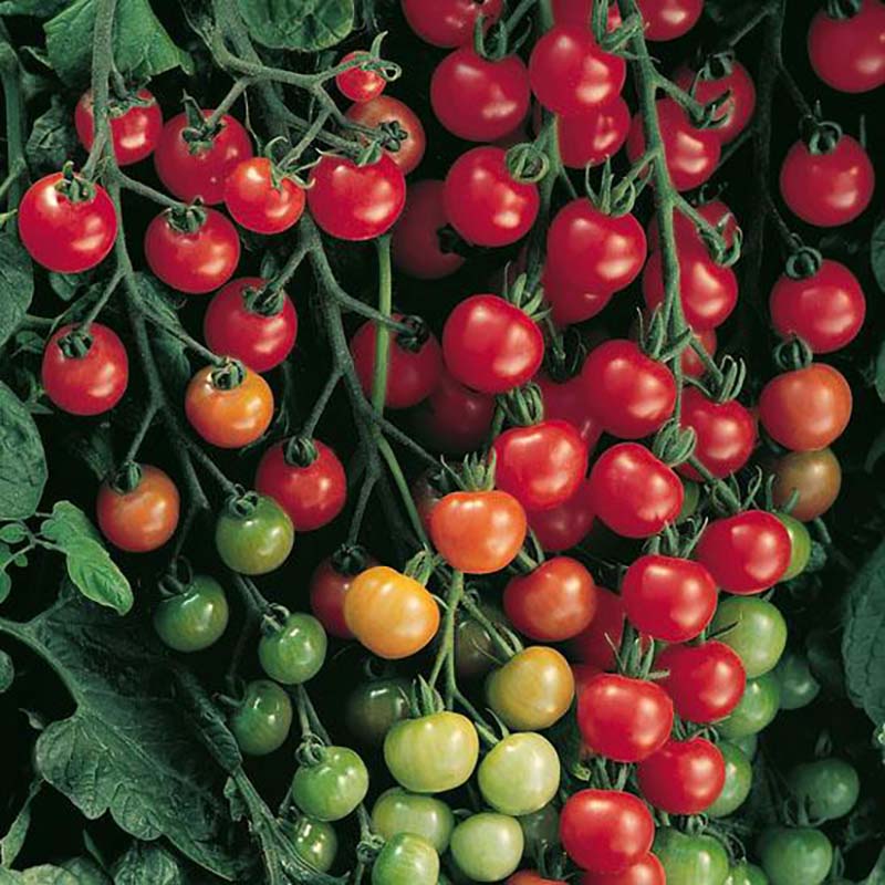 Tomato Supersweet 100 F1 Seed – Harris Seeds