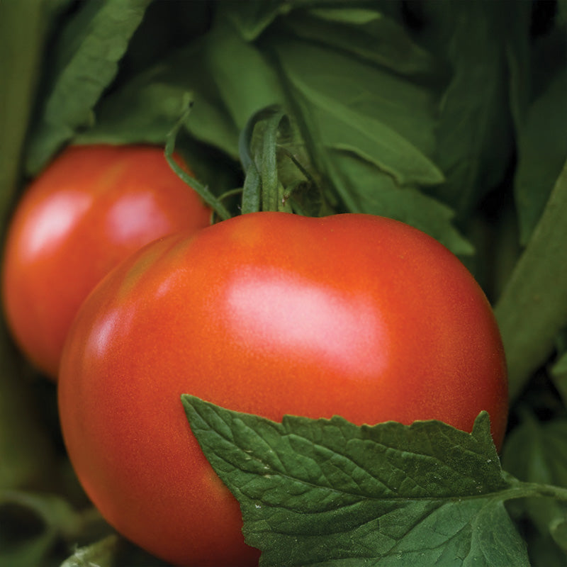planting hybrid tomato seeds Tomato Moreton Hybrid F1 Seed RAW / 50 seeds / UNTREATED