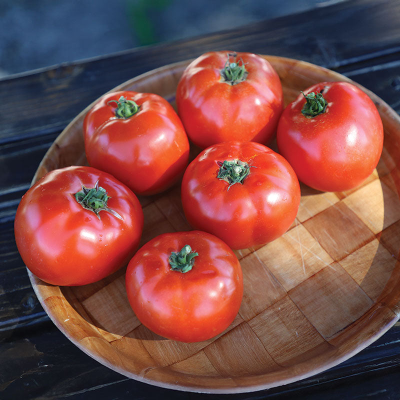 Tomato Mountain Fresh Plus F1 Seed – Harris Seeds