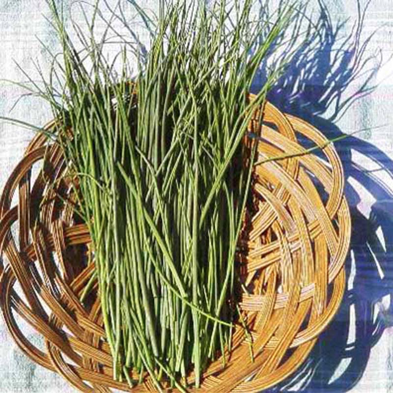 Chive Green Seed – Harris Seeds