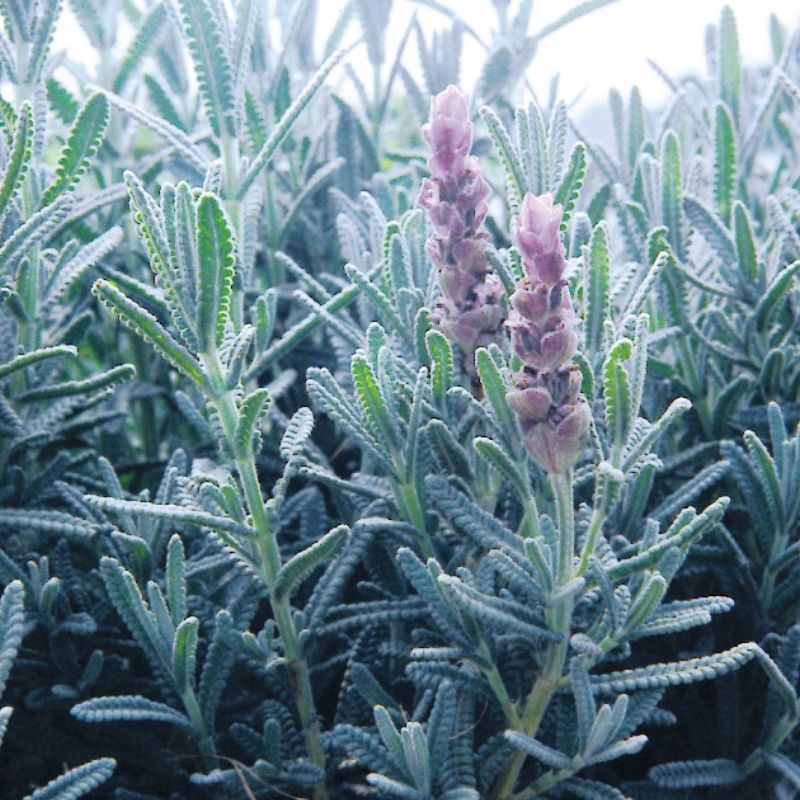 lavender vera plant Lavender Vera Seed RAW / 1/4 oz. / UNTREATED