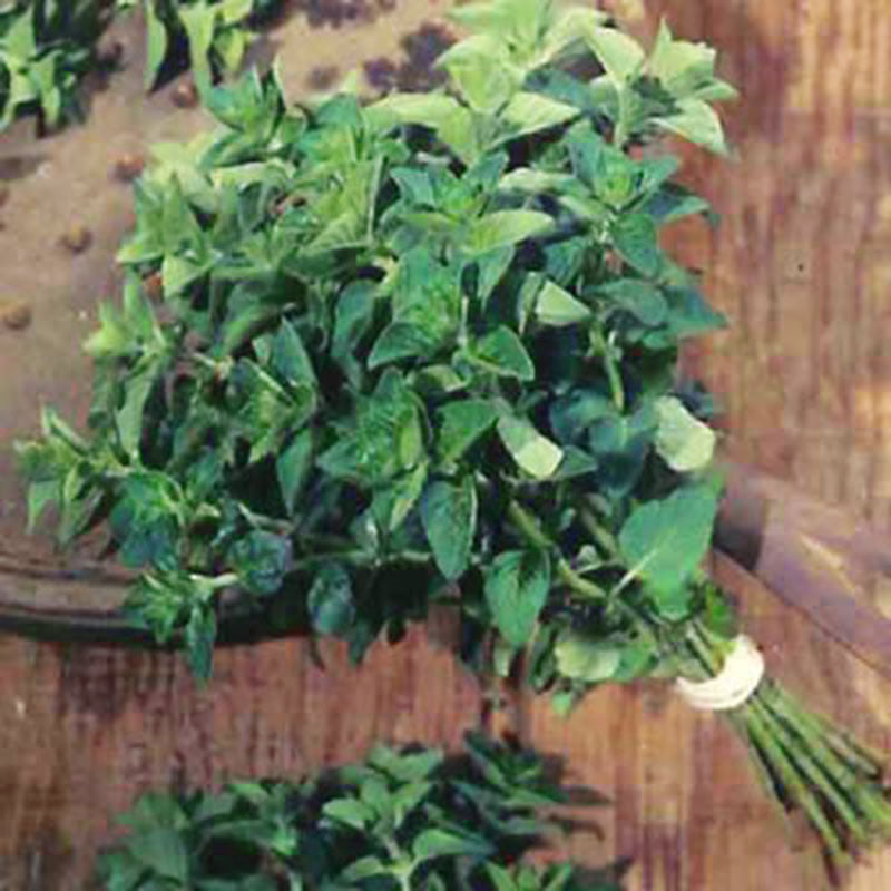 plant oregano seeds Oregano Vulgare Seed RAW / 1/8 oz. / UNTREATED