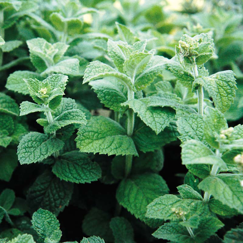 peppermint plant from seed Peppermint Mentha Seed