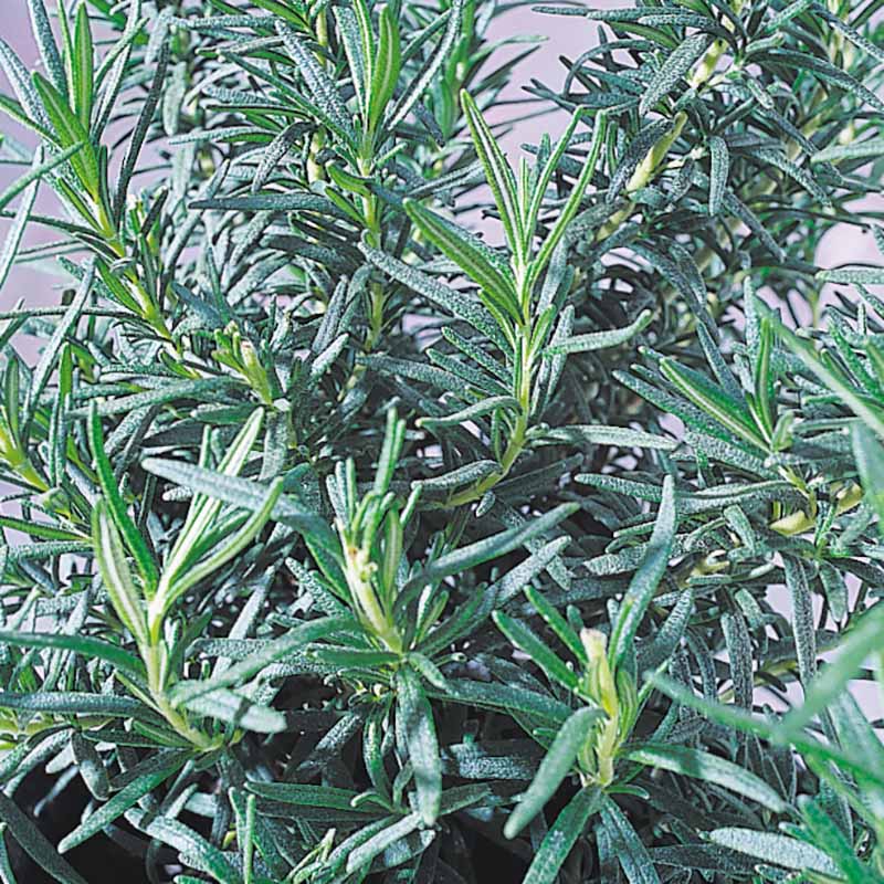 rosemary plant from seed Rosemary Seed