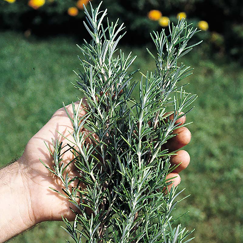 rosemary seeds to plant Rosemary Seed