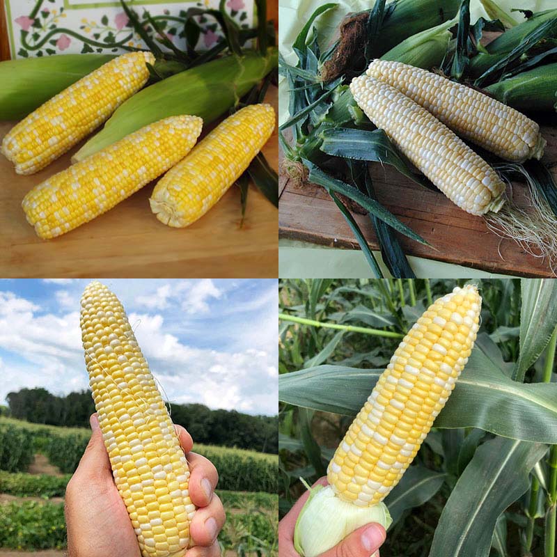 sweet corn seeds for planting Bicolor Sweet Corn Seed Collection – Harris Seeds
