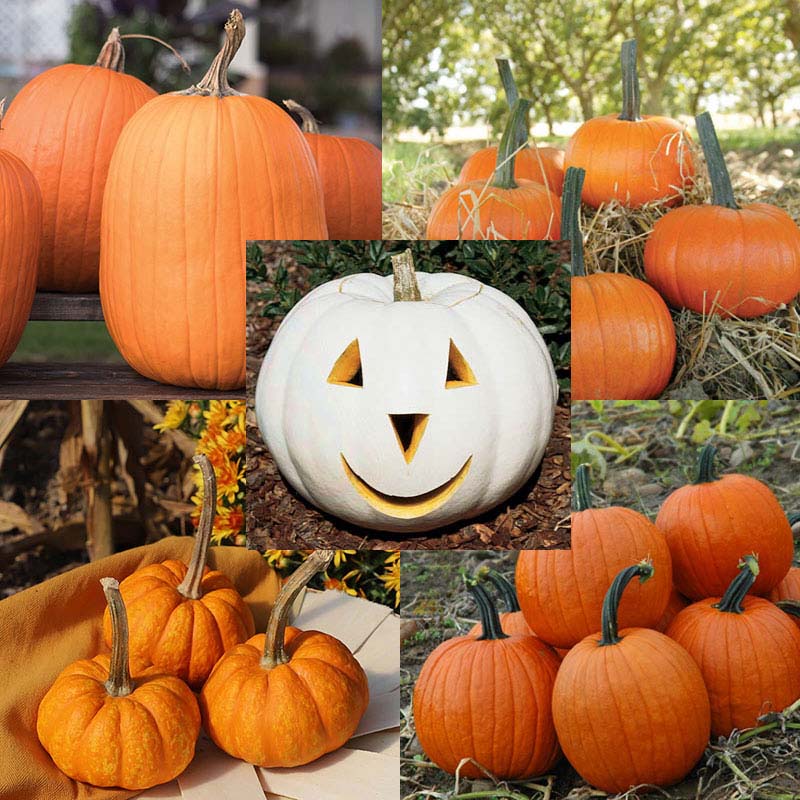 herbicide for pumpkin patch Pumpkin Patch Seed Collection