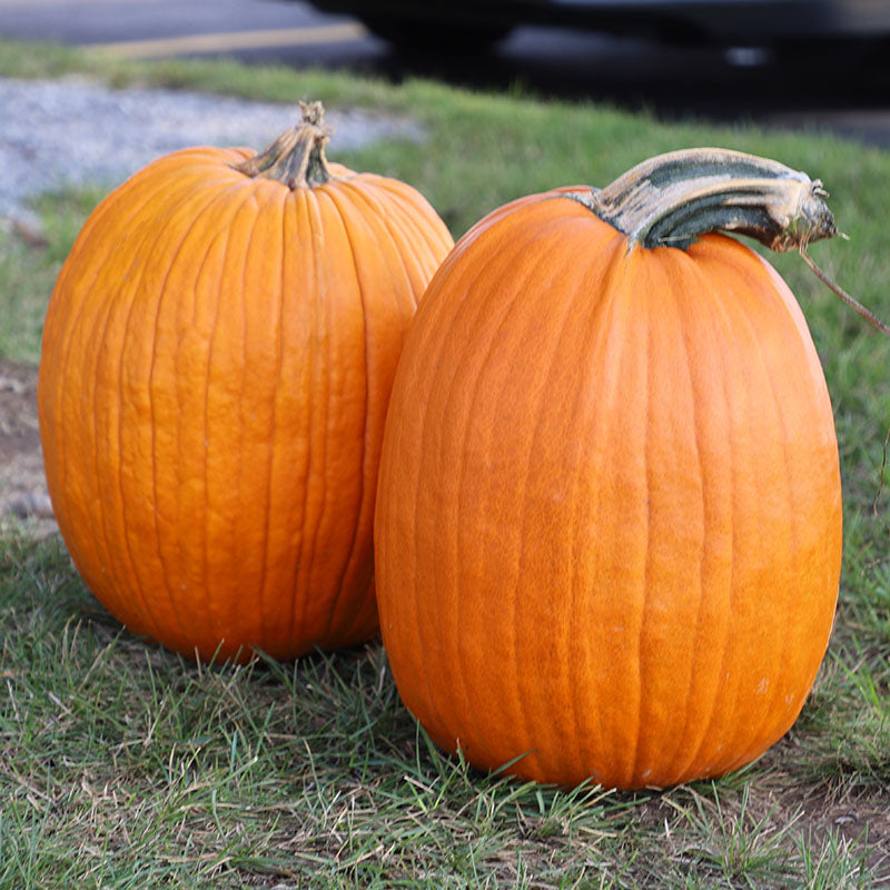 herbicide for pumpkin patch Pumpkin Patch Seed Collection