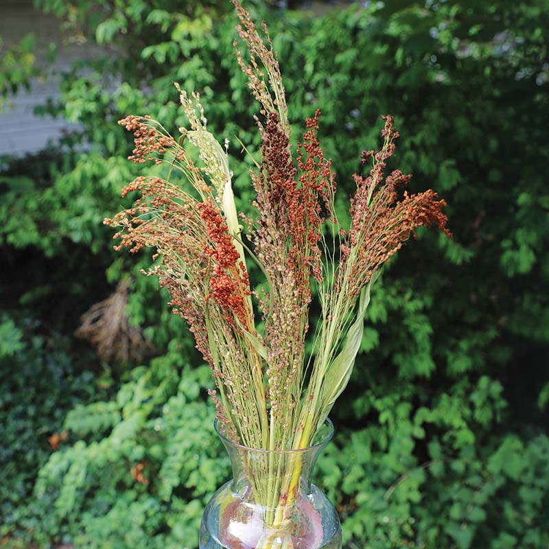 broom plant seeds Harris Seeds