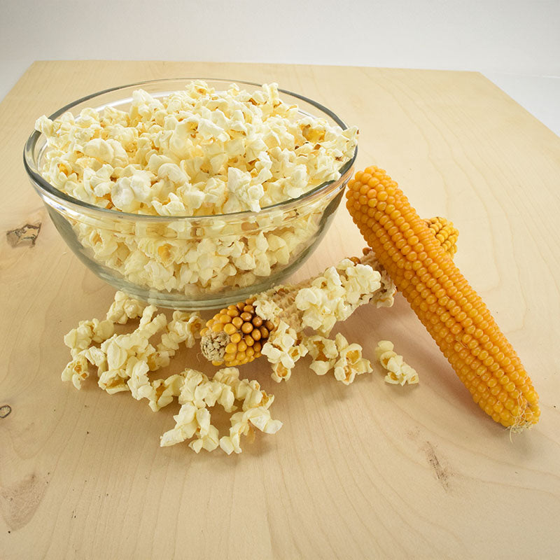 popcorn seeds to plant Popcorn Top Pop F1 Seed