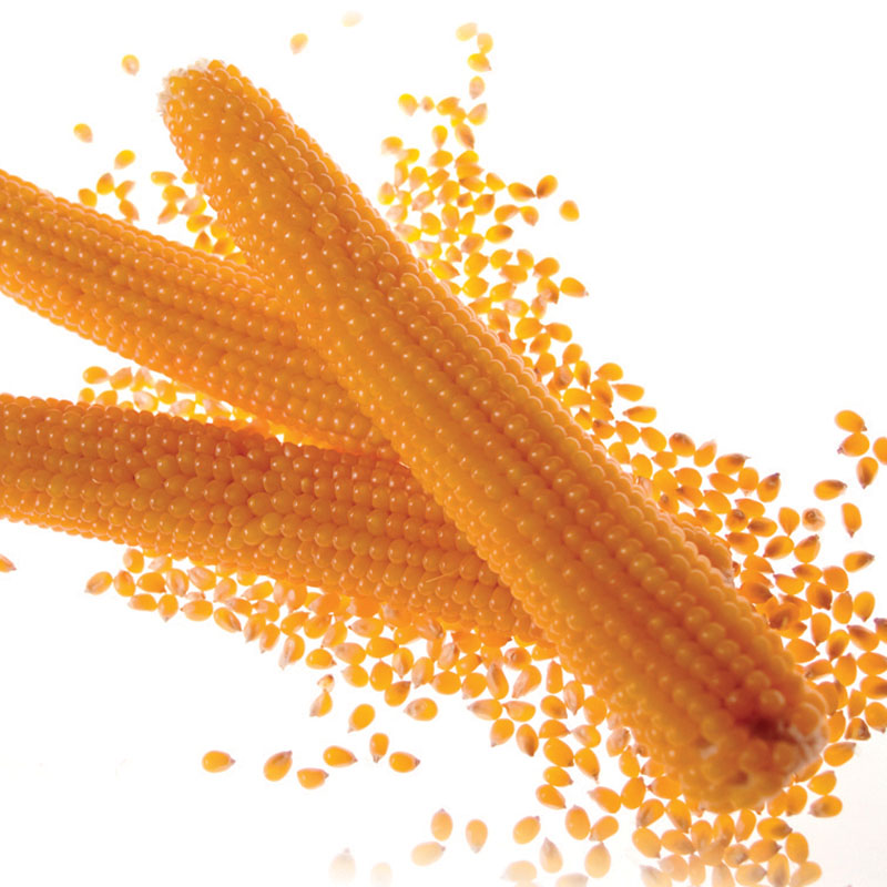 popcorn seeds for planting for sale Popcorn Top Pop F1 Seed
