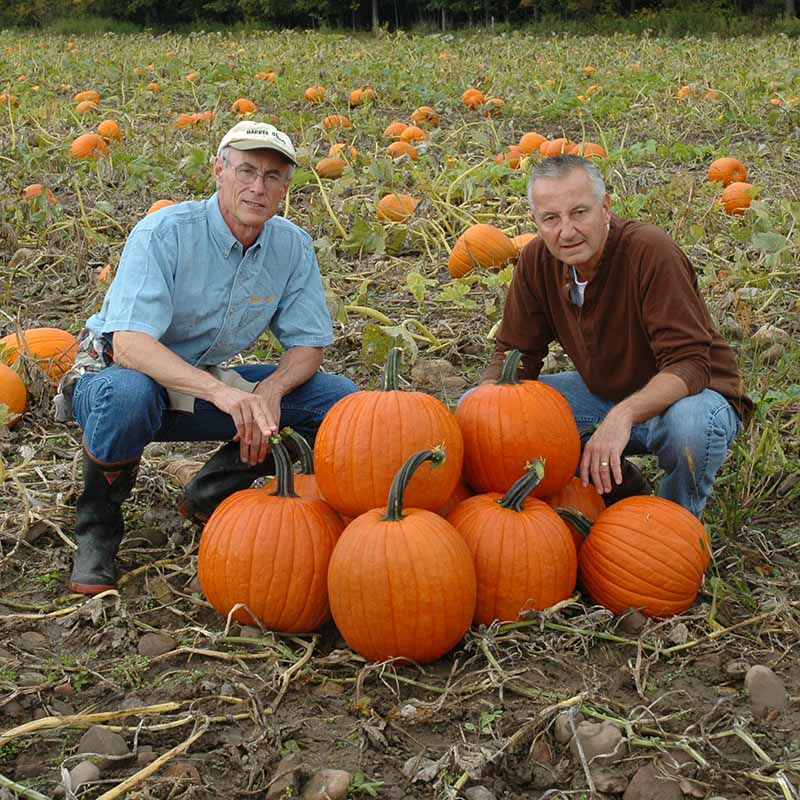 herbicide for pumpkin patch Pumpkin Magic Lantern F1 Seed FILM COATED / 250 Seeds / TREATED