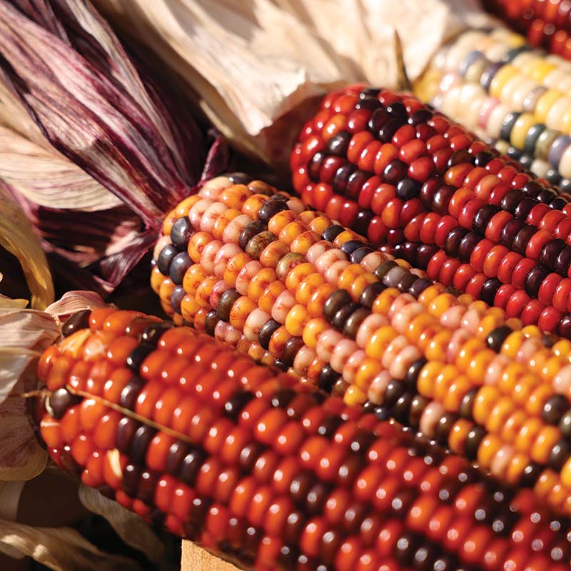 corn plant seeds Ornamental Corn Wilda's Pride Seed RAW / 5 lbs / UNTREATED