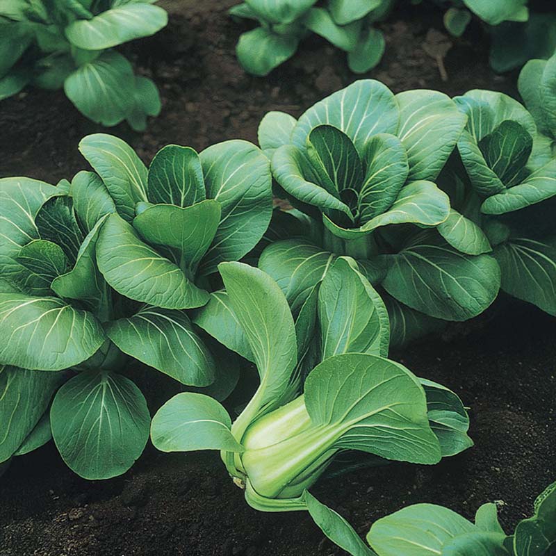 pak choi seed planting Pak Choi Mei Qing Choi F1 Seed