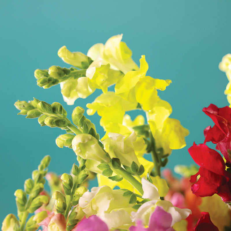 golden seed plant Snapdragon Rocket Golden Seed RAW / 500 seeds / UNTREATED
