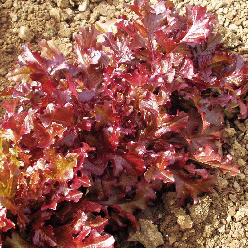 salad plant seeds Lettuce Red Salad Bowl Seed Untreated