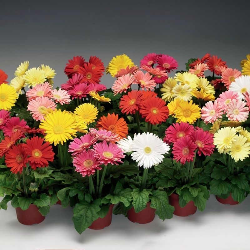 gerbera plant seeds Gerbera Jaguar Mix F1 Seed