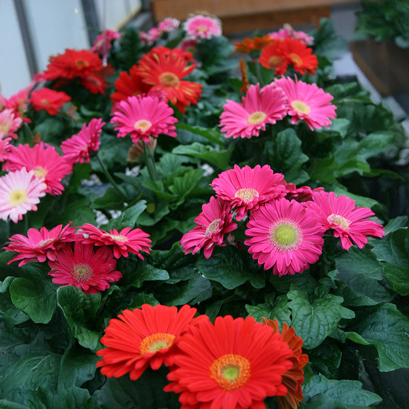 gerbera plant seeds Gerbera Jaguar Mix F1 Seed