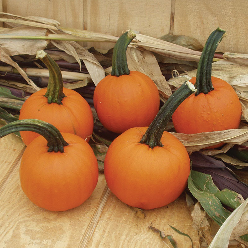 pumpkin様 Glitzhome® Amber Dots Glass Pumpkin | Michaels