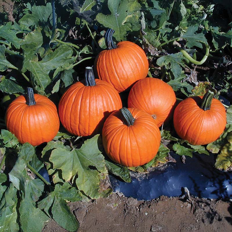 dual magnum herbicide pumpkins Pumpkin Magician F1 Seed FILM COATED / 250 seeds / FARMORE