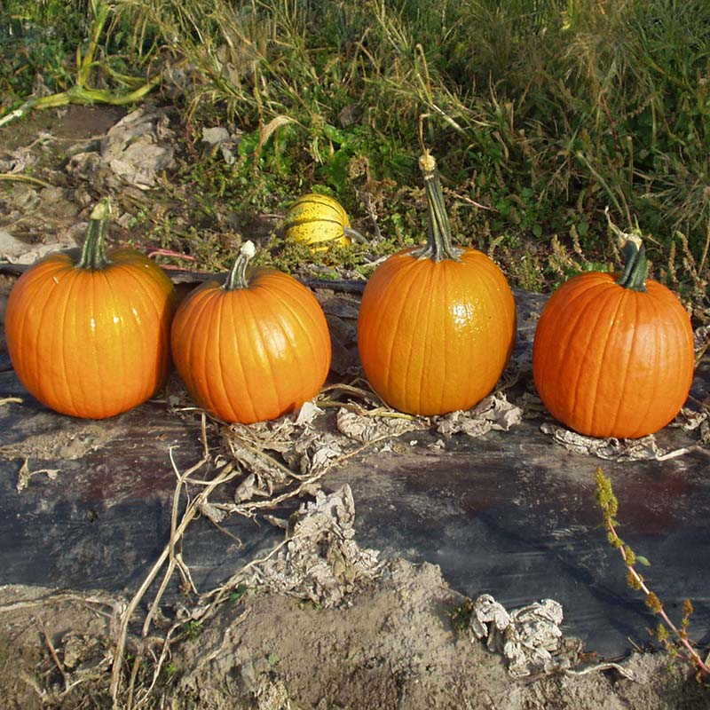 dual magnum herbicide pumpkins Pumpkin Magician F1 Seed FILM COATED / 250 seeds / FARMORE