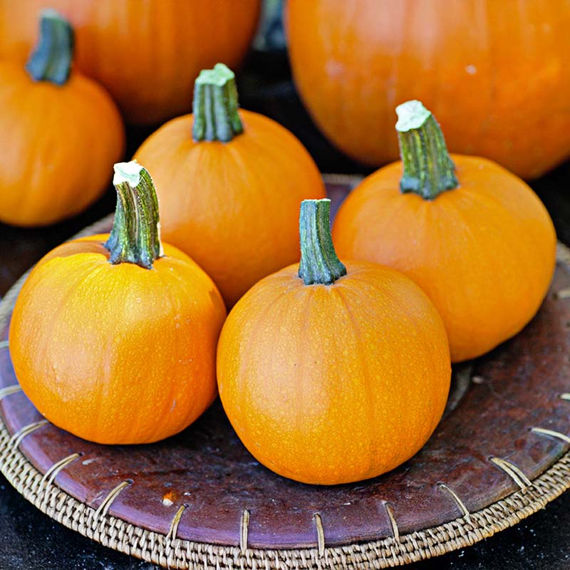 small pumpkin seeds for planting Pumpkin Apprentice F1 Seed FILM COATED / 250 Seeds / Farmore