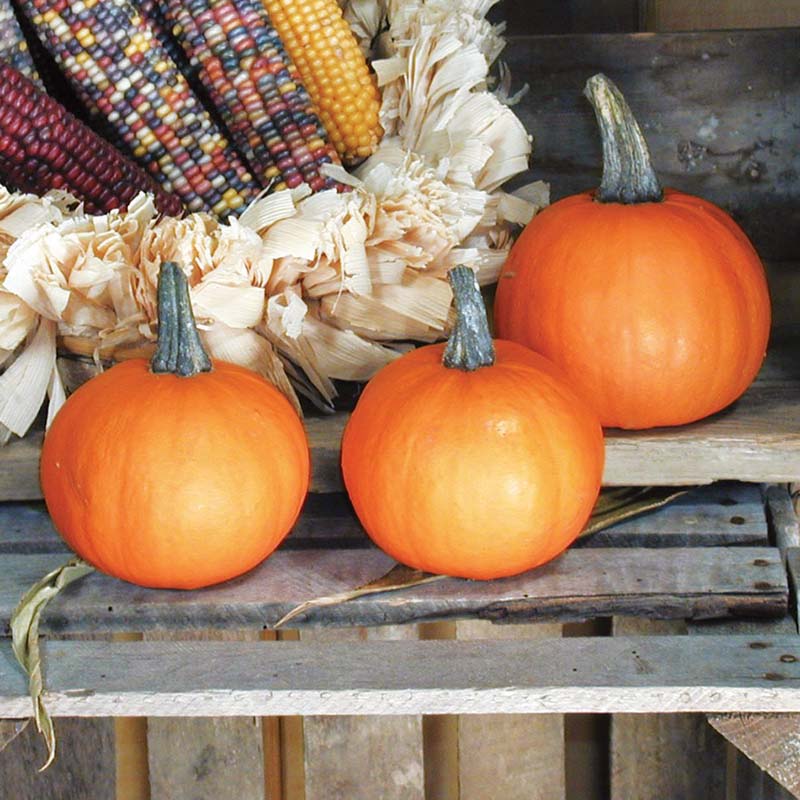 reflex herbicide pumpkins Pumpkin Apprentice F1 Seed FILM COATED / 250 Seeds / Farmore