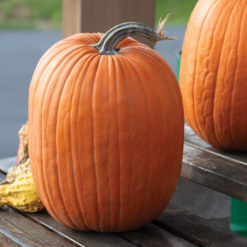 command herbicide pumpkins Pumpkin Aladdin F1 Seed FILM COATED / 30,000 seeds / FARMORE