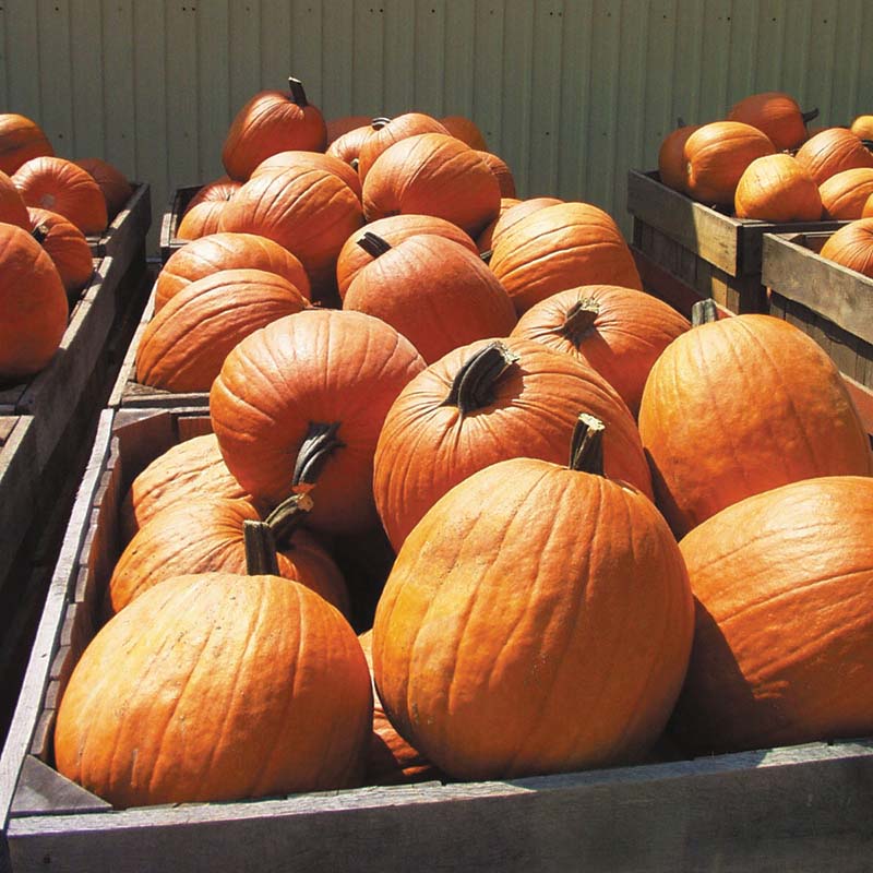 command herbicide pumpkins Pumpkin Aladdin F1 Seed FILM COATED / 30,000 seeds / FARMORE