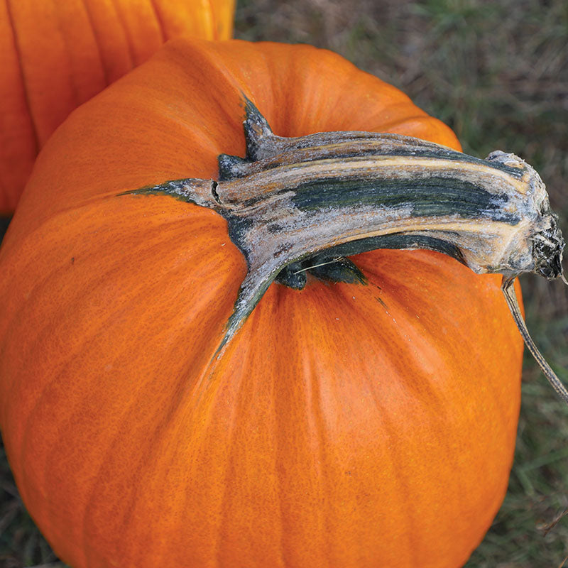 【pumpkin】臼のみ、直径45cm高さ55cm Pumpkin Howden Biggie Seed – Harris Seeds