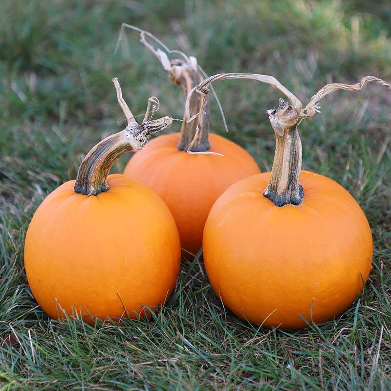 PUMPKIN学園/PumpKin 8mmCD Pumpkin Lil' Ironsides F1 Seed – Harris Seeds