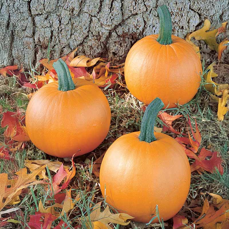 Pumpkin Lil' Ironsides F1 Seed – Harris Seeds