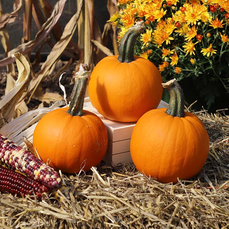 Pumpkin Lil' Ironsides F1 Seed – Harris Seeds