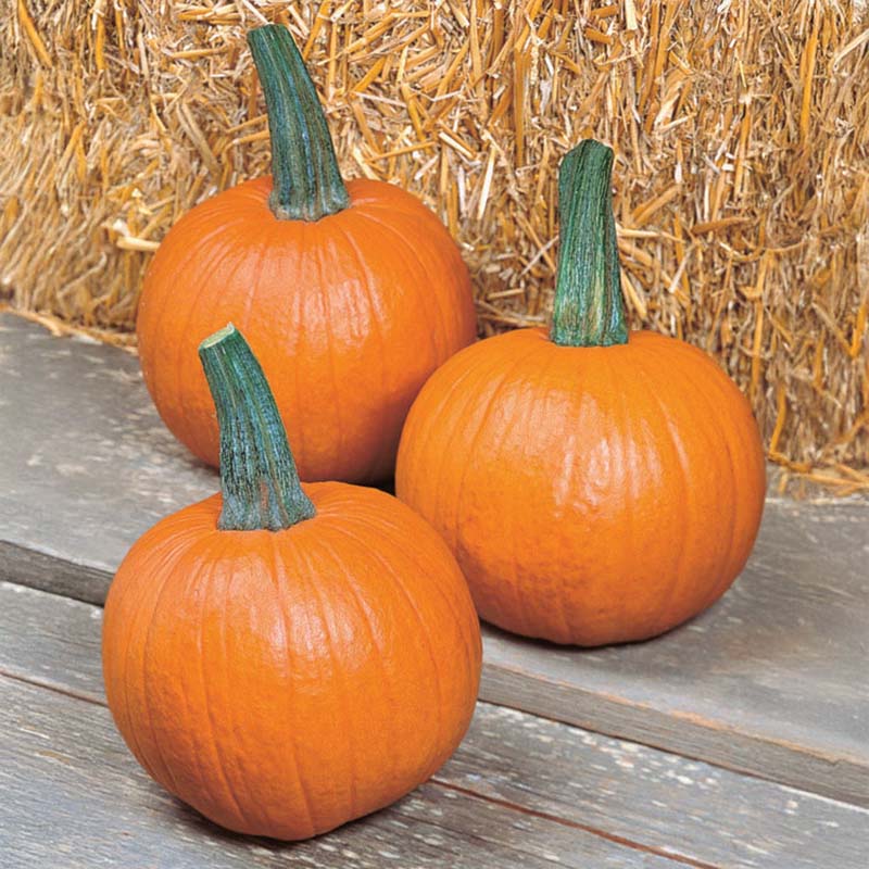 Pumpkin Mystic Plus F1 Seed – Harris Seeds