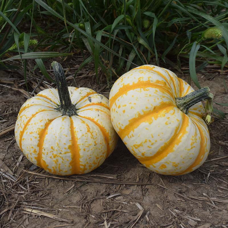 Pumpkin Lil Pump-Ke-Mon F1 Seed – Harris Seeds