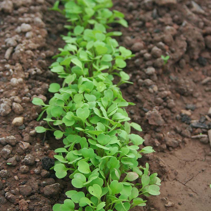 earthstar plant Cryptanthus (Earth Star) – Urbane Eight Inc main image 0